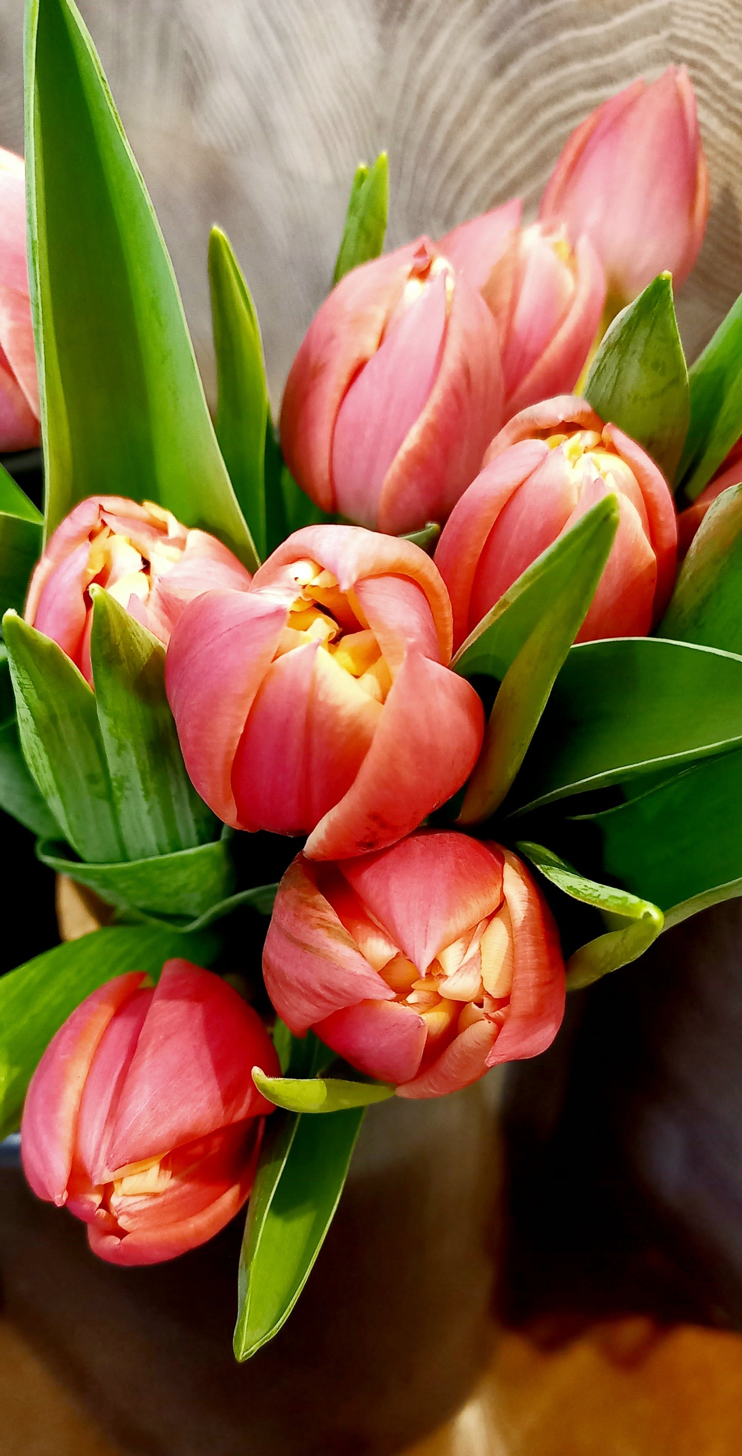 Tulips