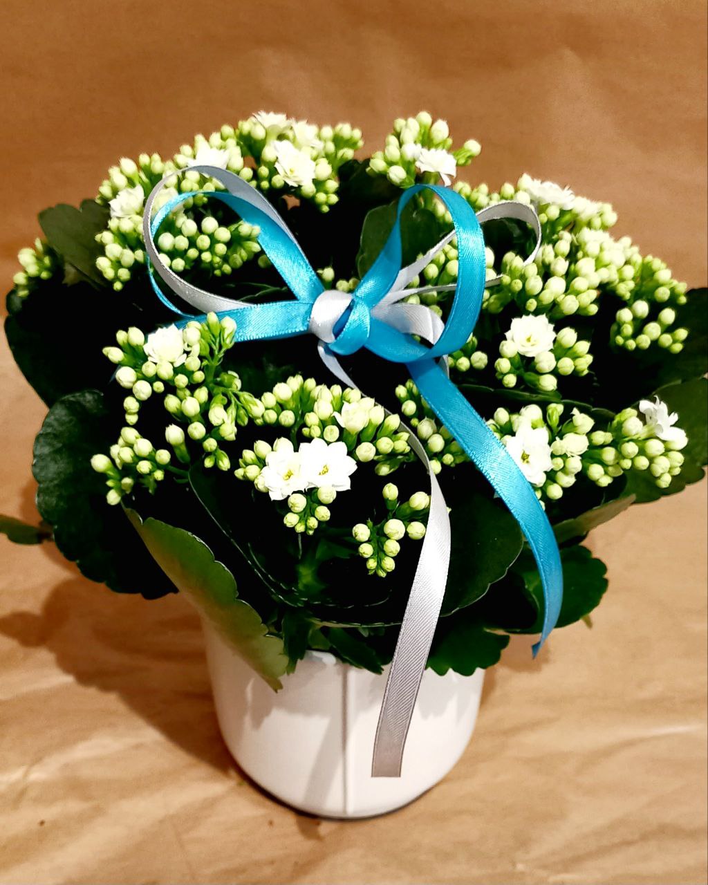 Istutus tulilatvan kanssa Stella