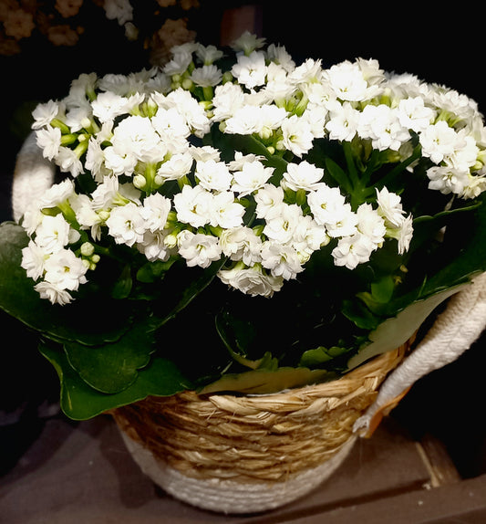 Tulilava (Kalanchoe)