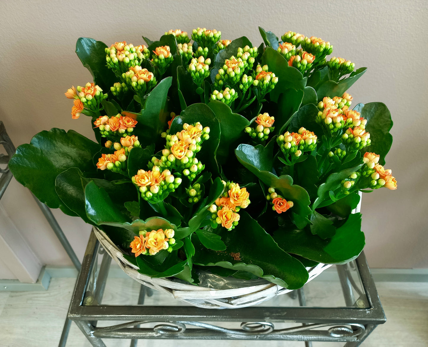 Tulilava (Kalanchoe)