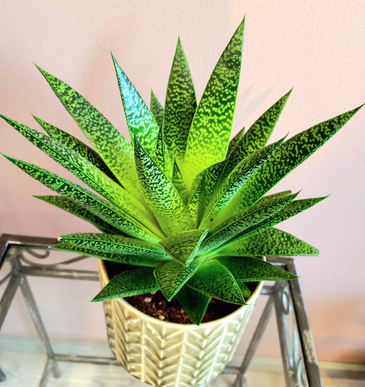 Aloe