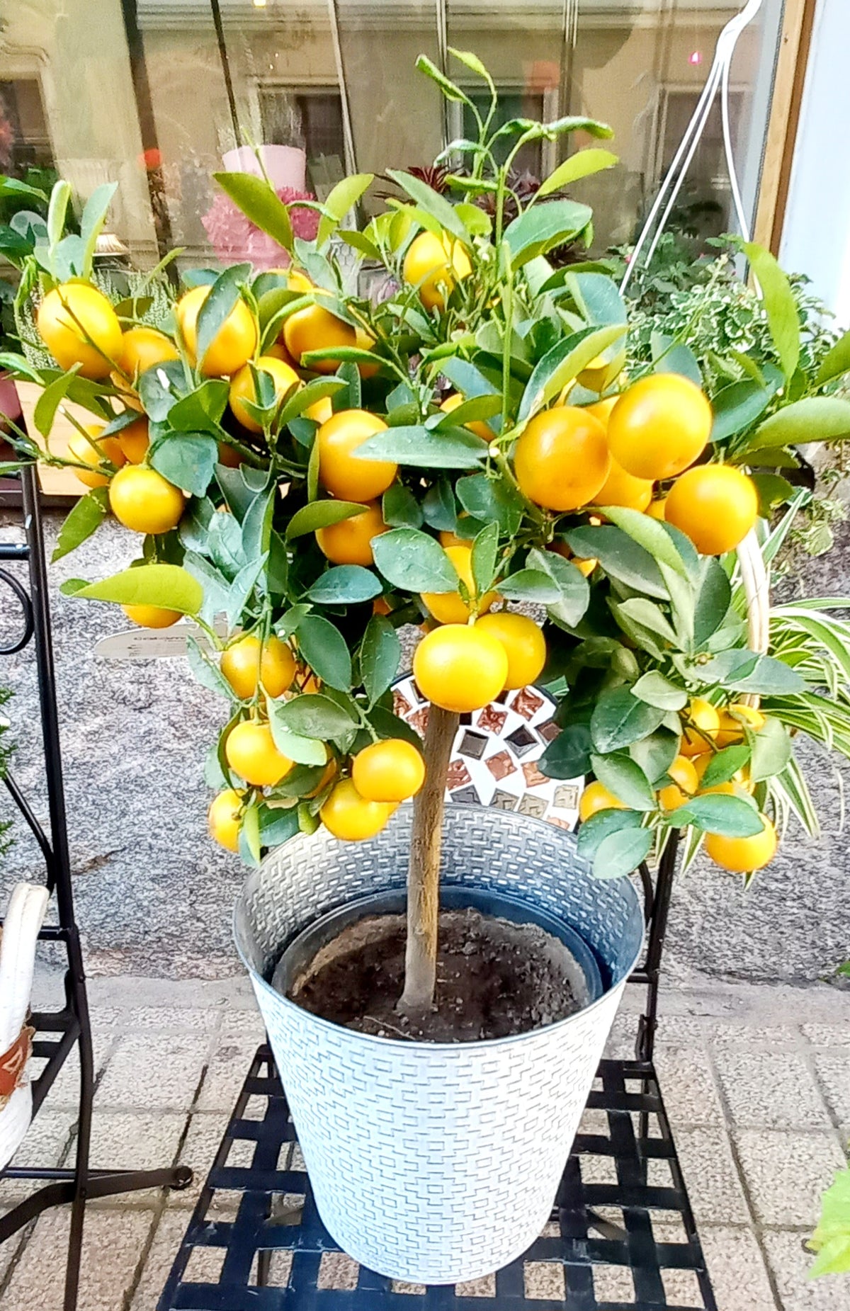 Citrus Kalamondini