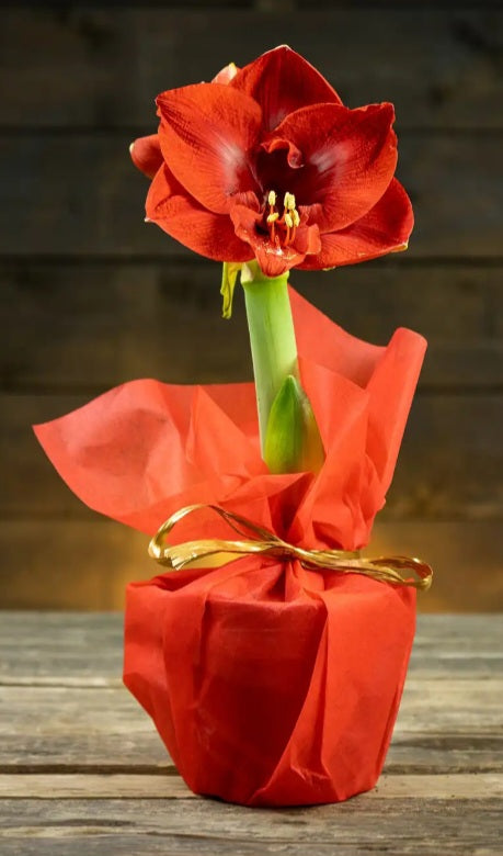 Amaryllis Punainen